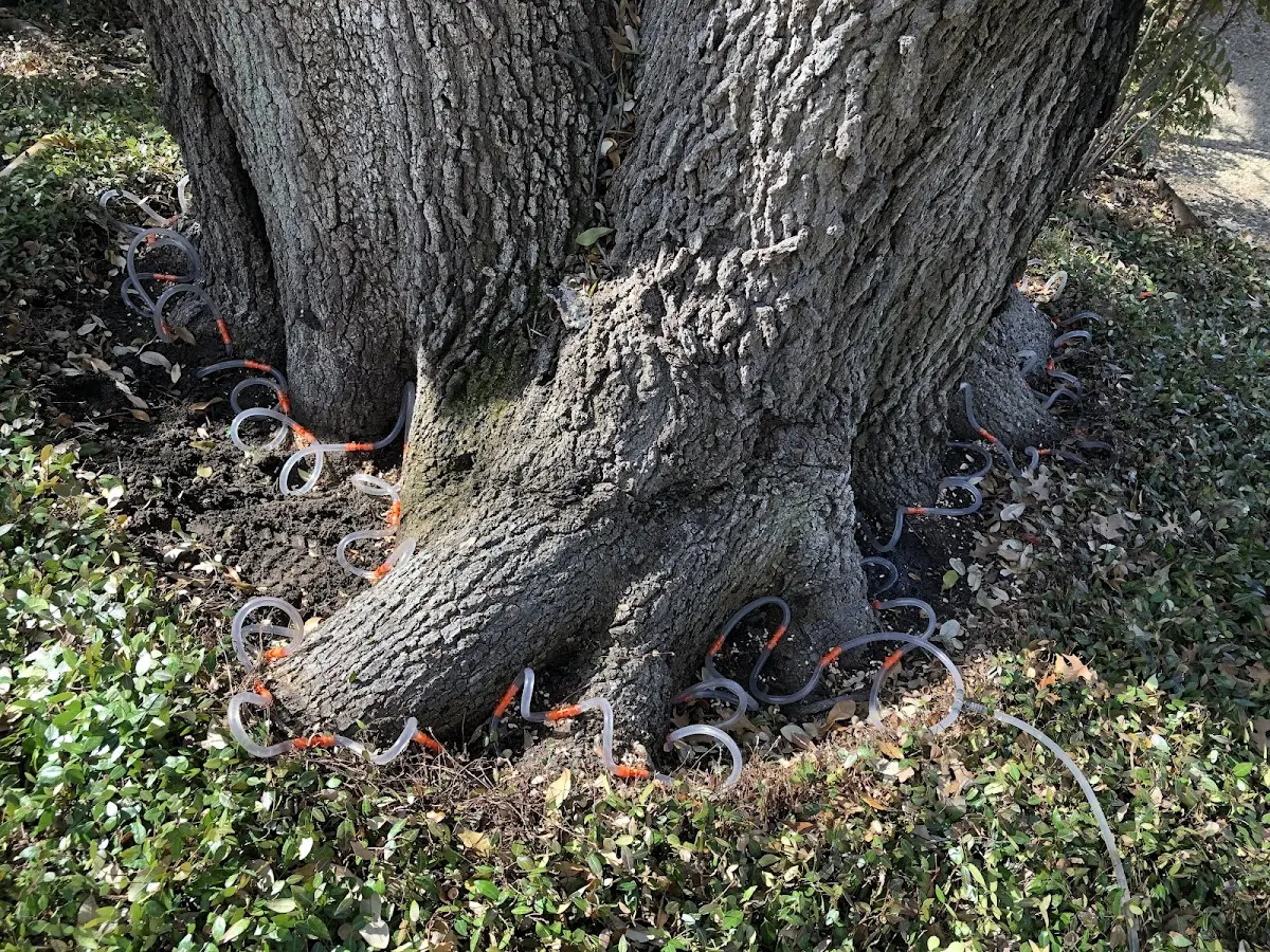 Detailed Tree Cabling and Bracing job site in Roslindale