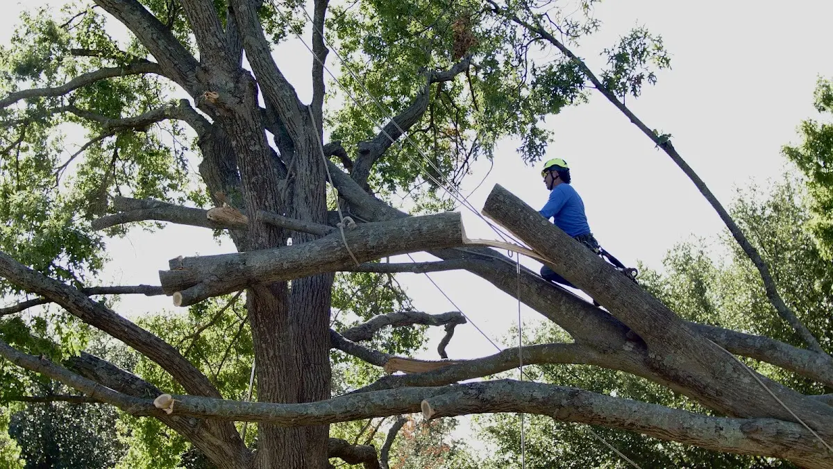 Professional Crown Thinning performed by certified arborists in Roslindale