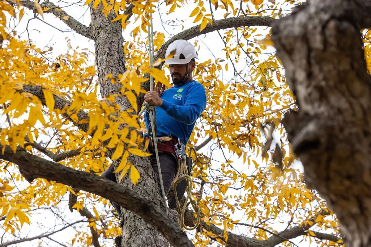 Skilled Tree Pruning crew working in Roslindale