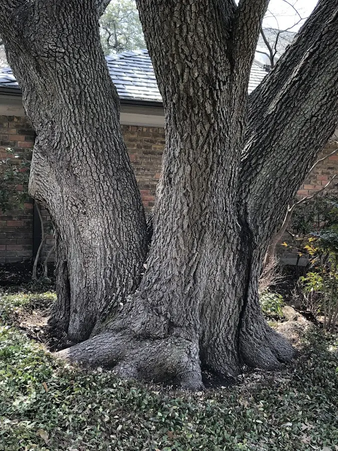 Mature heritage tree close to a Roslindale property cared for by certified arborists