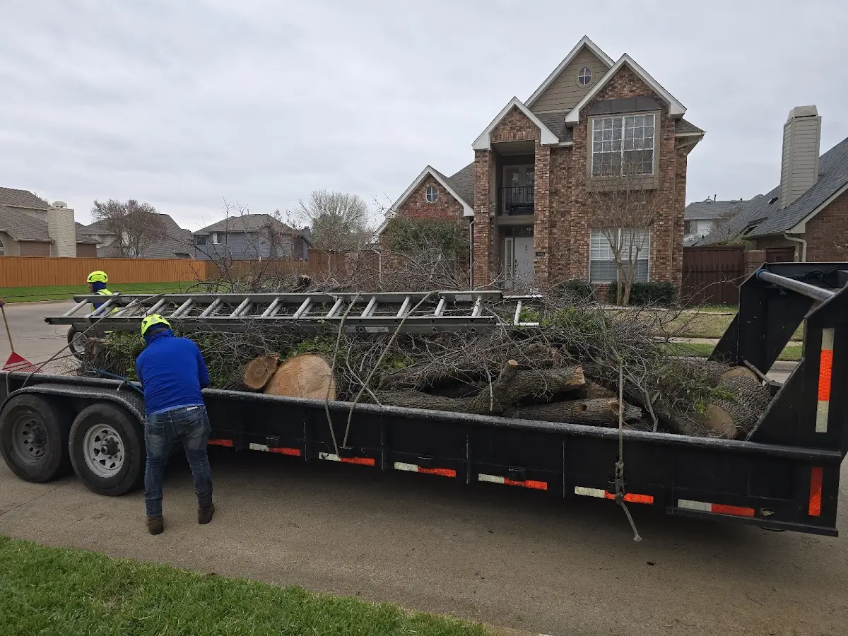 Expert Tree Fertilization with proper safety equipment in Roslindale